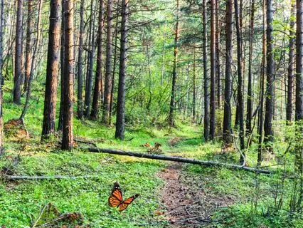 Sleep Story: Hiking Spion Kop