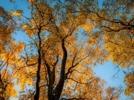 Hildegard O Ignis Spiritus Paracliti