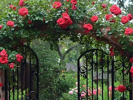 His House: Chapter 6 – The Garden | Story & Reflection