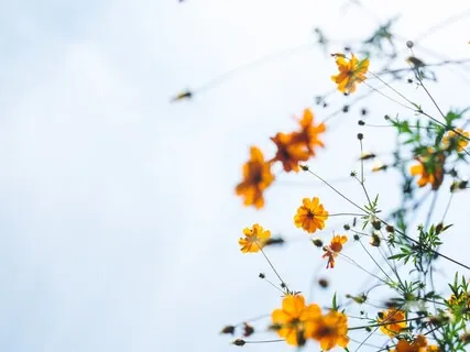 Hjertekvaliteten og hjerterummet