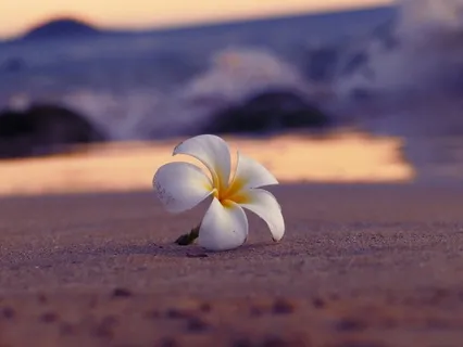 Forgiveness & Healing Meditation