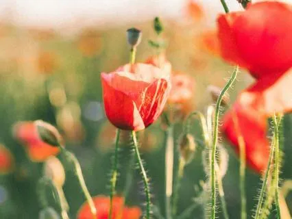 Ho'oponopono: A Practice Of Release And Forgiveness