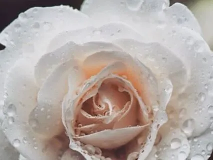 Ho'oponopono: An Ancient Hawaiian Practice For Forgiveness