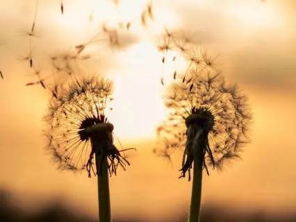 Ho'oponopono And EFT Tapping For Forgiveness