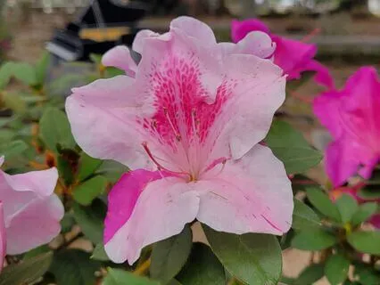 Ho'oponopono For Abundance