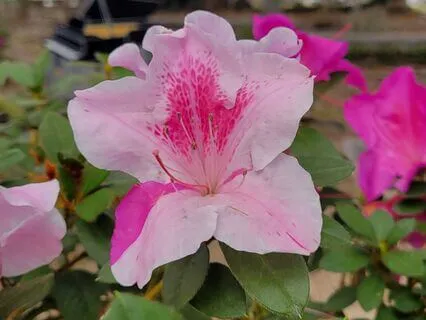 Ho'oponopono For Inner Child Healing