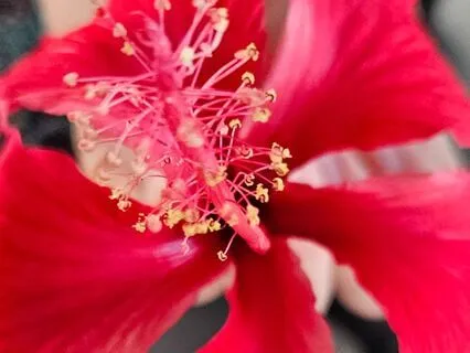 Ho'Oponopono Hawaiian Prayer For Forgiveness