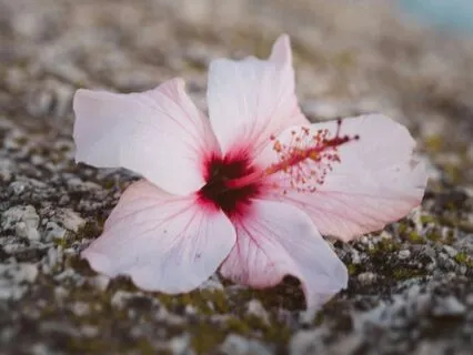 Ho'oponopono Practice | 108 Repetitions With A Koshi Chime