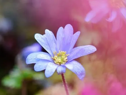 Ho'oponopono Yoga Nidra Meditation For Forgiveness & Healing