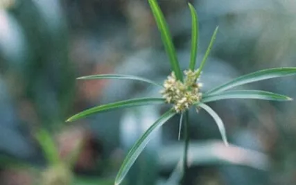 Hộ trì sáu căn (Thích Nhất Hạnh)