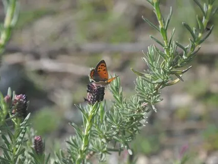 Hogar (Piano - Meditación)