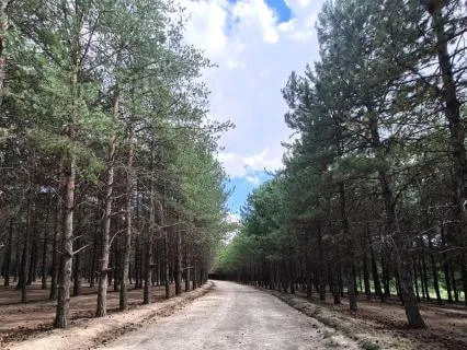 Hold The Day - Tene Diem