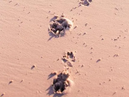 Holding Grief & Love: A Meditation For Pet Loss