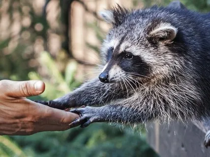 Holding The Hand Of My Trauma