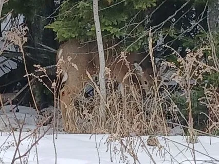 Holiday Affirmations