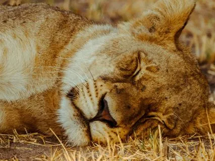 Holiday Sanity Break