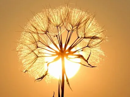 Holistic Grounding Meditation For Regulation And Connection