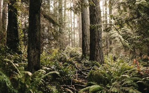 Holistic Healing And Aura Cleanse (528Hz)