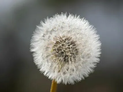 Hologram Music (Peace)