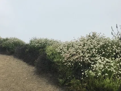 Holy Fire Healing Experience