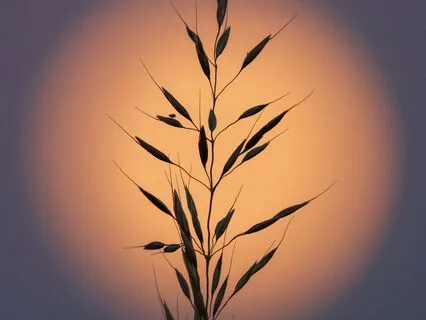 Holy Sleep | Binaural Sleep Journey | The Original