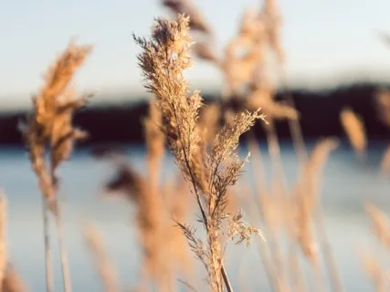 Home: A Piano Improvisation  - 31 Min Daily Insight