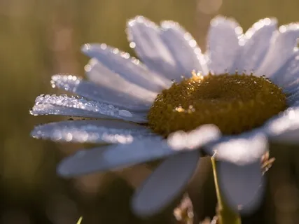 Home Gold Morning Mantra #1