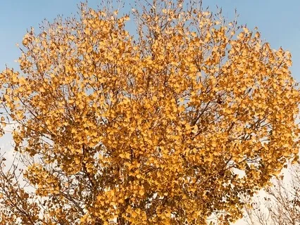 HomeGold Morning Mantra #2