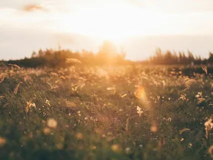 Honest Answers Only: A Contemplative Meditation