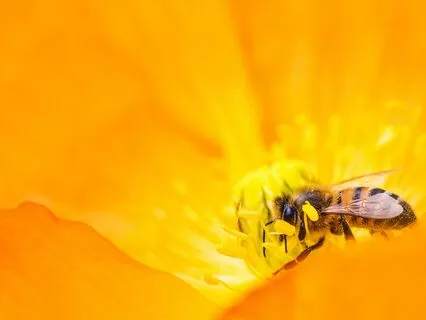 Honey Bee | Relaxed Positive Mood W/ LoFi Jazzy Piano Beats