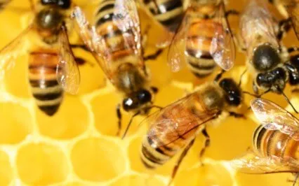 Honey In The Heart With Bhramari Pranayama