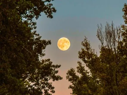 Honey Moon Meditation