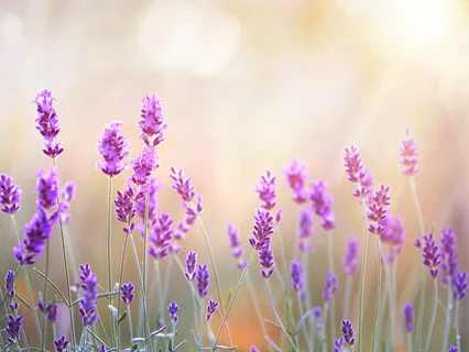 Honor - Its Many Ways And Directions