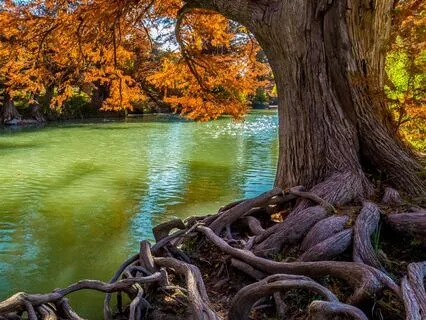 Honor Your Roots, Embody Your Values