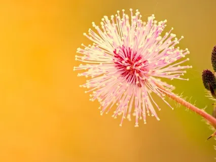 Honoring Our Sensitivity