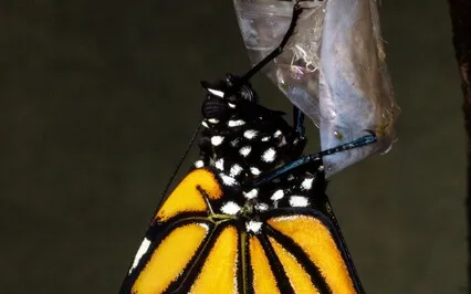 Honoring Transformation 