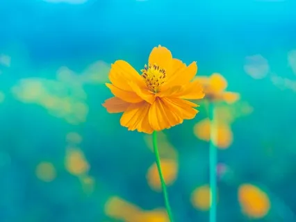 Honoring Your Aging Journey