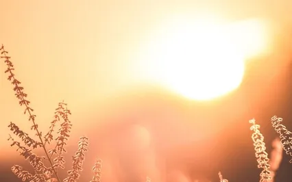 Honoring Your Tender Heart