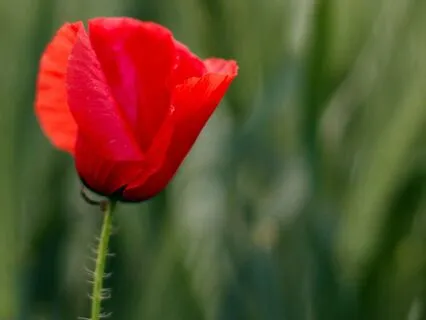 Honoring Yourself - A Soothing Affirmation Track