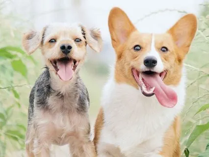 Honoring A Beloved Pet Who Has Passed: A Shamanic Soul