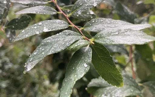 Honouring A Loved One