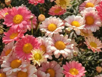 Honouring Motherhood