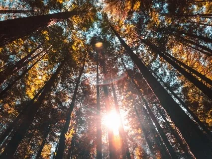 Honouring Mumma Gaia