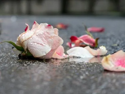 Honouring The Death Of A Dream - Holding Your Heart In Grief