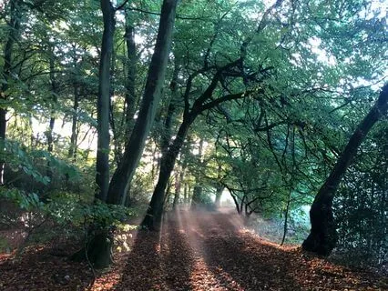 Honouring You - Ode To The Trees