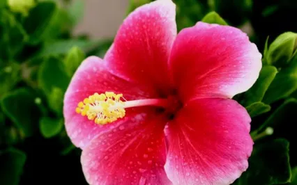 The Amazing Sleep Meditation Affirmation: Ho'oponopono