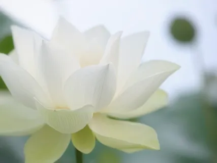 Ho'oponopono Forgiveness Practice With Music