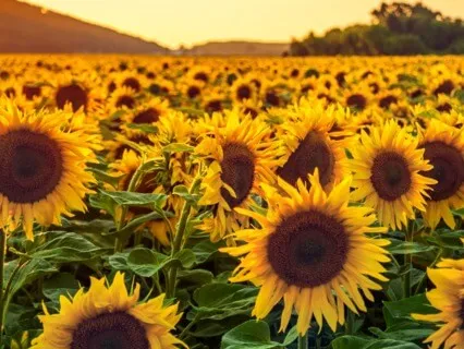 Ho'oponopono Guided Meditation Of Forgiveness