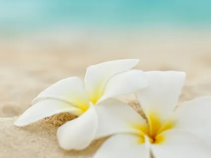 Ho'oponopono: Forgiveness Practice