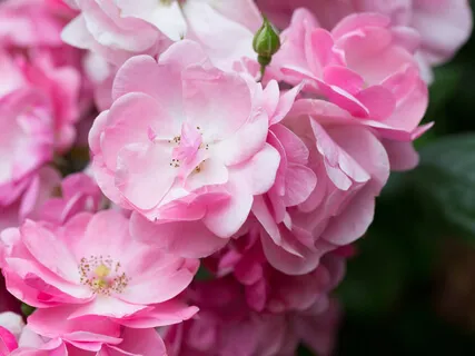 Ho'oponopono Inner Child Meditation